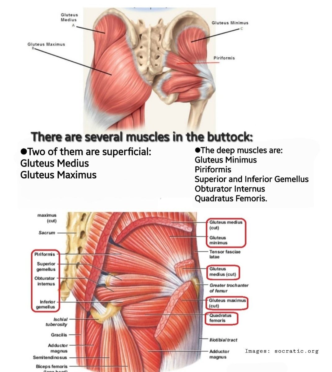 There're several muscles in the buttock: ●Two of them are superficial: -Gluteus Medius -Gluteus Maximus ●The deep muscles are: -Gluteus Minimus -Piriformis -Superior and Inferior Gemellus -Obturator Internus -Quadratus Femoris.