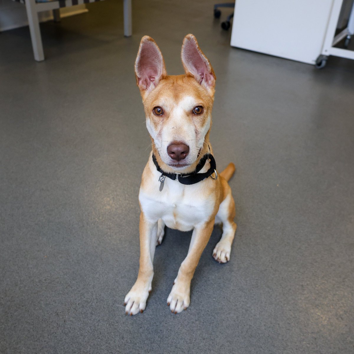 Meet the pups headed to the <a href="/Cubs/">Chicago Cubs</a> adoption event at <a href="/GallagherWayChi/">Gallagher Way Chicago</a> this Wednesday, May 22nd, from 11:30am - 2pm!

Wyman, Frida, Lulu, and Jericho can’t wait to shake paws with you and hopefully score some home runs while they’re at it!