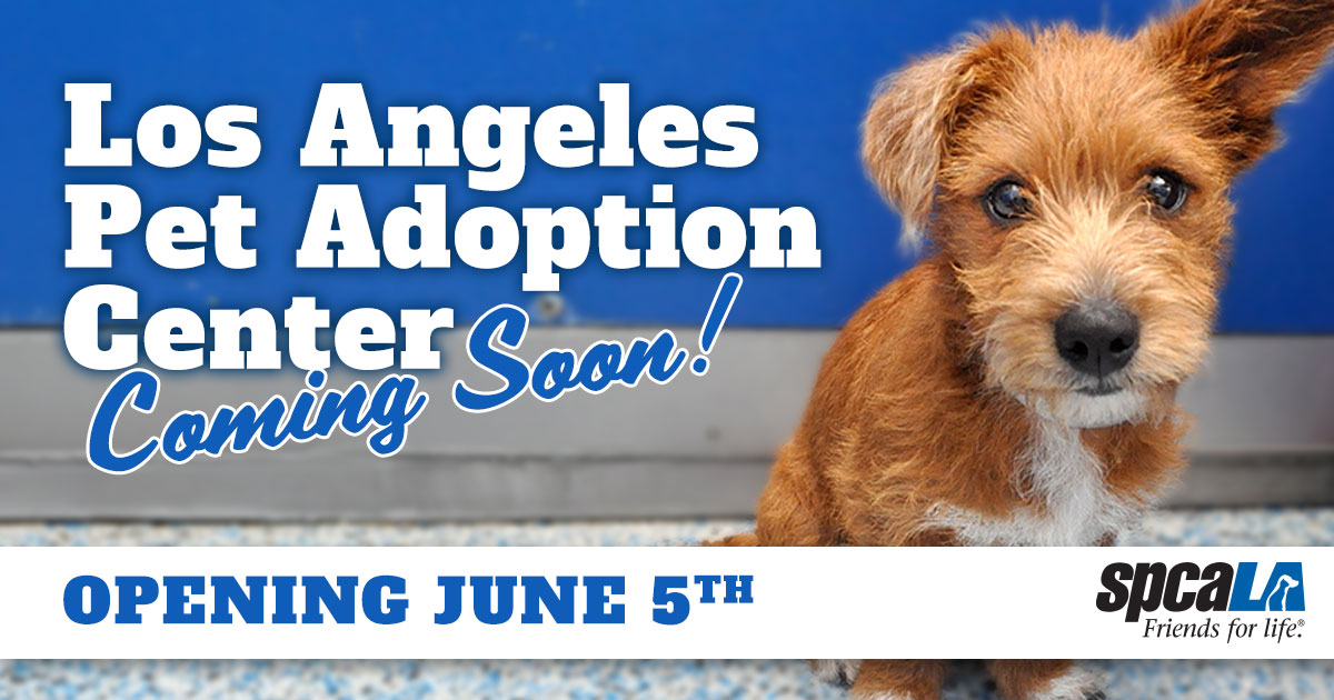 Announcing the re-opening of the spcaLA Pet Adoption Center in Los Angeles! Located in West Adams, the Center will feature pet adoptions, dog training, and more. Want to help? Make a special online donation or send needed items from our Wishlists. tinyurl.com/y45pt6b9