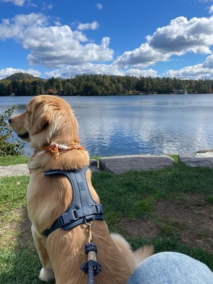 merklehq's tweet photo. A little doggie told me we are going higher ✨

Send it 🦴 https://t.co/62HIy7JuqN