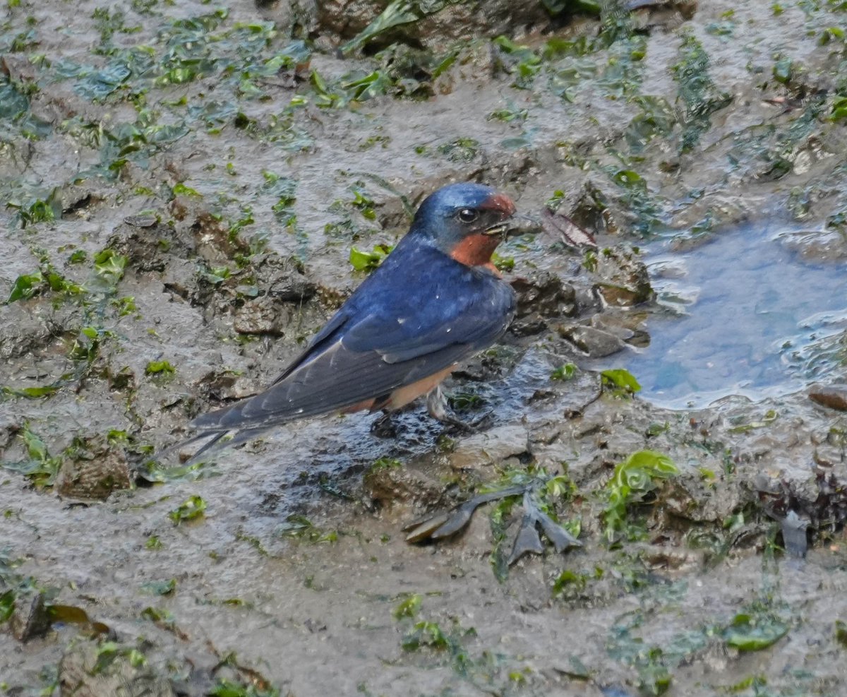 Barn swallow in the mud ⁦@BirdCentralPark⁩
