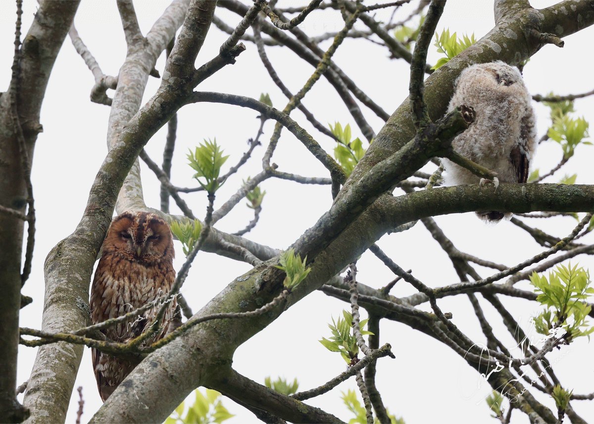 Just chilling while waiting for nightfall : A Tawny #Owl and its fledgling slumber in an ash tree near #Hexham #Northumberland Such moments are so special! #wildlife #nature #birds @Hawkandowluk @Natures_Voice @NENature_ #naturephotography #wildlifephotography