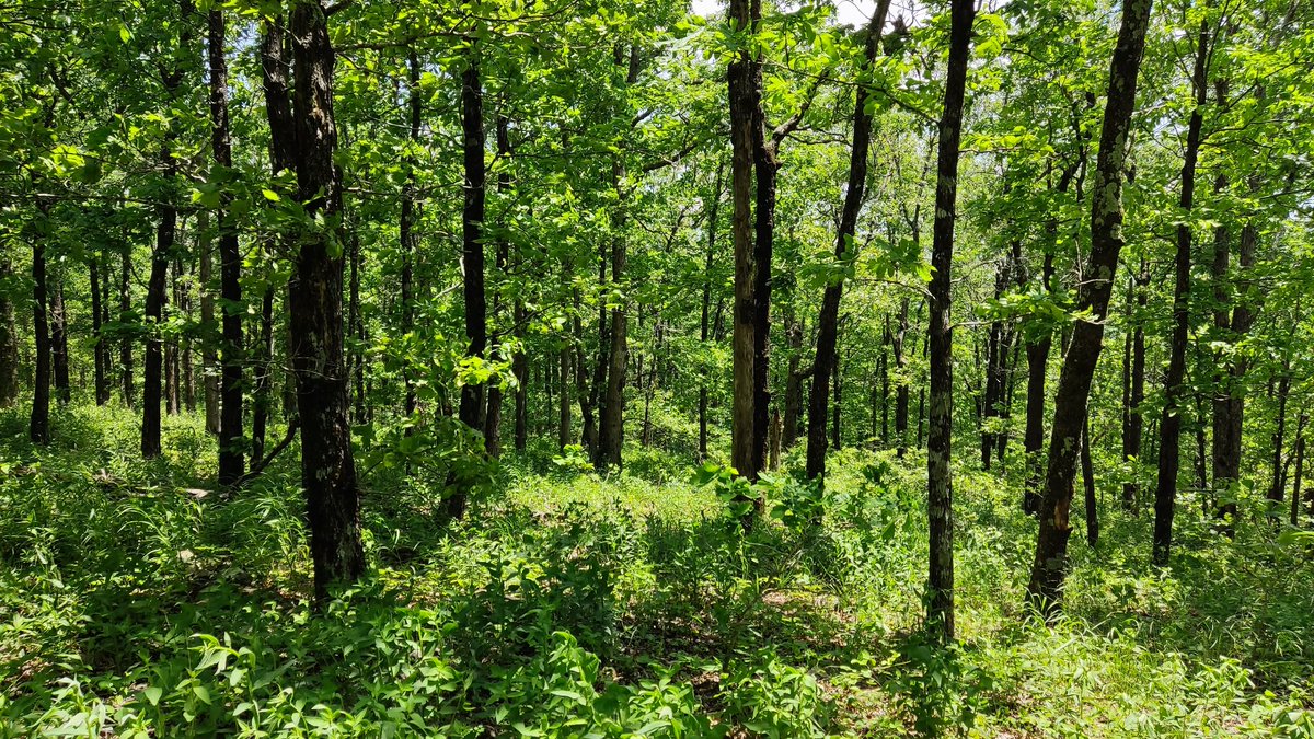 inadaou1's tweet photo. 野生のジュニパーベリーとブルーベリー発見🏞️
ジュニパーベリーはジン(酒)の元になる薬木✨
どちらもまだ熟していないので微かな風味しか感じられなかった😂
#MtMagazine
#AR https://t.co/vWfNkPGgWn