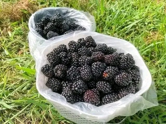Are you considering starting your berry farm? Choose your berries there are popular options include strawberries, raspberries, blueberries, blackberries, and cranberries. Consider the climate, soil type, personal preference, and market demand for each variety. #BerryFarming