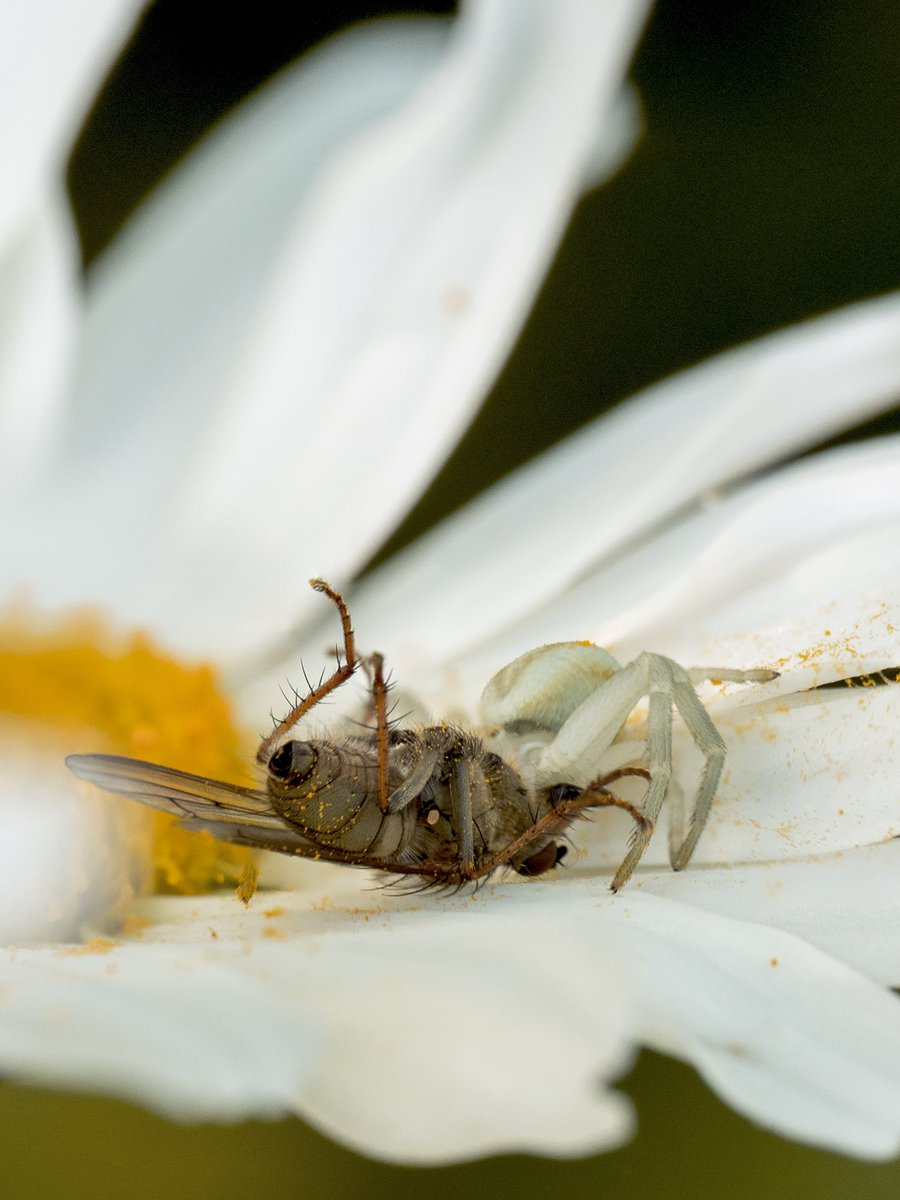 The carnage has begun #Togtweeter #ThePhotoHour #snapyourworld #insects #flies #pollinators #flowers #plants #macro #NaturePhotography #spiders #spider