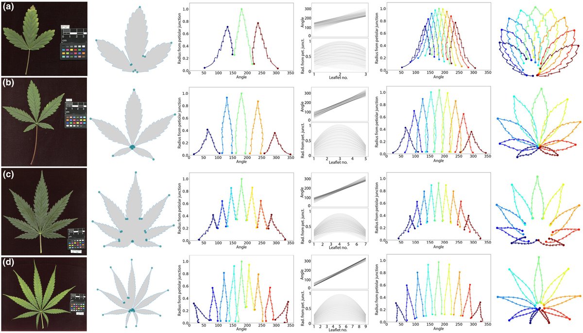New Phytologist (@newphyt) on Twitter photo Intra-leaf modeling of Cannabis leaves predicts genetic and developmental identities 
📖ow.ly/SLA050RN6GJ
by Balant et al.
<a href="/orianehidalgo/">Oriane Hidalgo</a>  <a href="/M_Balant/">Manica B</a>   <a href="/IBB_botanic/">Institut Botànic de Barcelona</a> Intra-leaf modeling of Cannabis leaves predicts genetic and developmental identities 
📖ow.ly/SLA050RN6GJ
by Balant et al.
<a href="/orianehidalgo/">Oriane Hidalgo</a>  <a href="/M_Balant/">Manica B</a>   <a href="/IBB_botanic/">Institut Botànic de Barcelona</a>