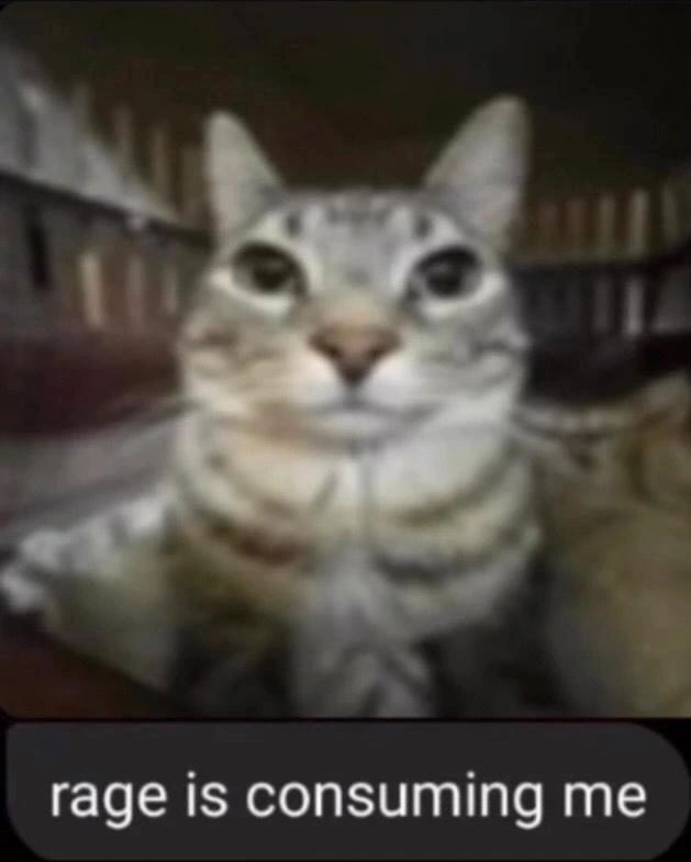 PunchingCat's tweet photo. https://t.co/sx4kRvaZbq