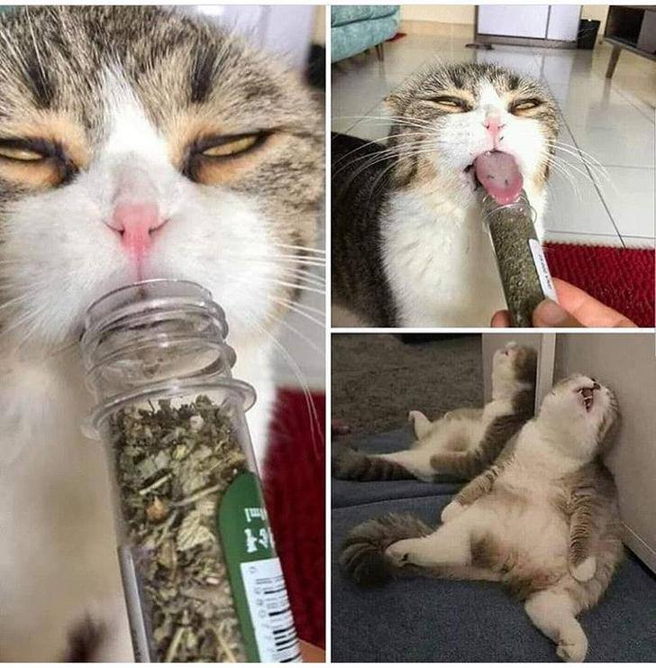 HighCat tweet media