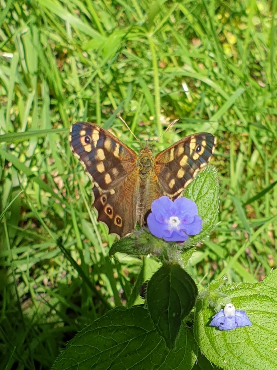 Speckled Wood butterfly on that pesky green alkanet that's springing up everywhere in London #butterfly #butterflyphotography #londonbutterflies