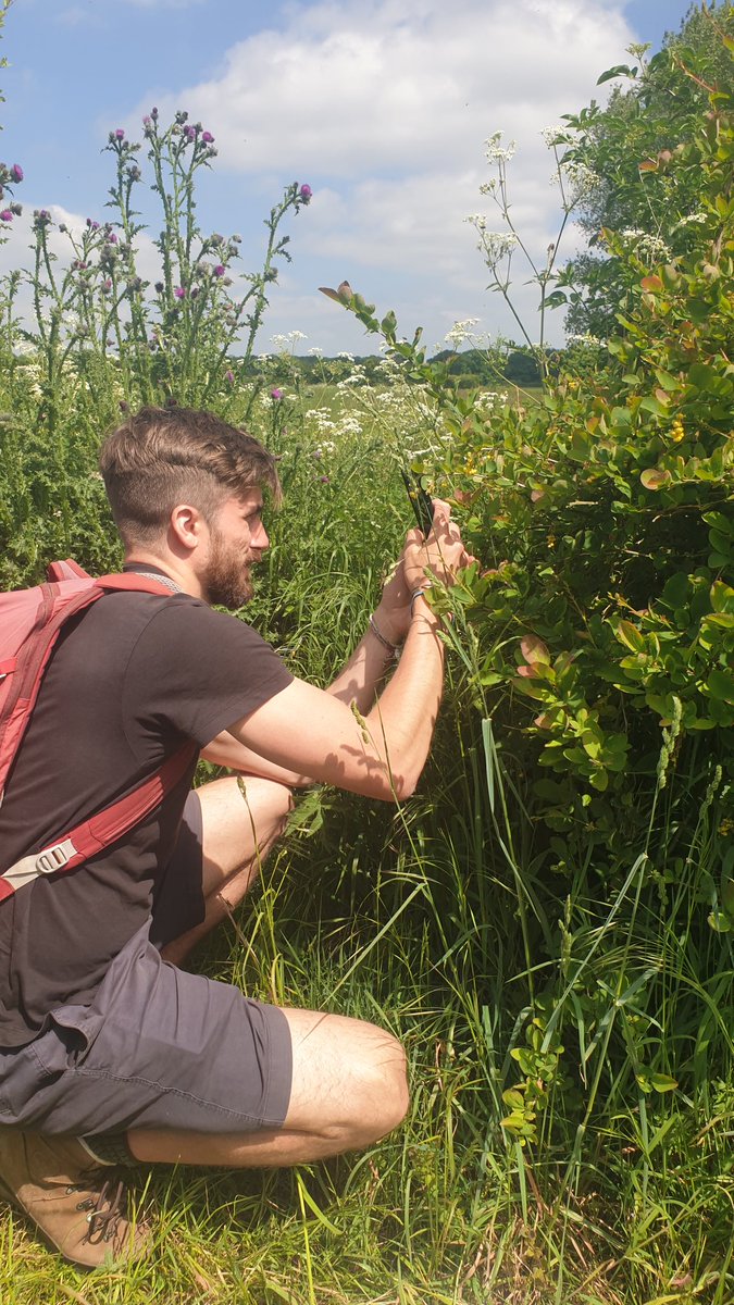 An awesome morning having a botanical master class from @FavColour_Green and @LeifBersweden much learning between us. We decided the next #agroforestry line will be fruit with rude names. Also concluded that Guelder Rose is the best all round native plant.