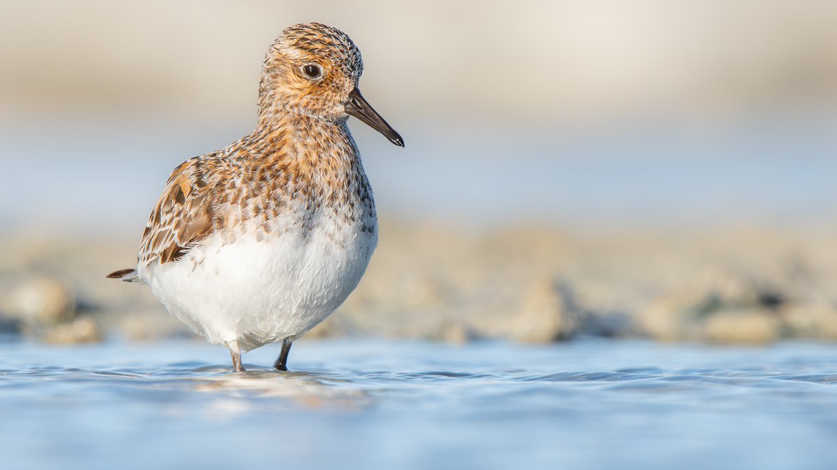 📸 ​: Correlimos tridáctilo​ (𝐶𝑎𝑙𝑖𝑑𝑟𝑖𝑠 𝑎𝑙𝑏𝑎 𝑎𝑙𝑏𝑎)

🇬🇧 : Sanderling