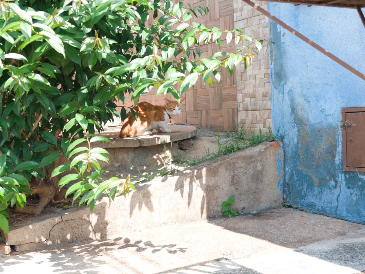 robowillian's tweet photo. Capture an image of a cat in RAW format with a 2x 12 MP telephoto camera π·π
#motofoto #cat #beautiful #photo #raw #12mp #MotorolaEdge30Ultra
@cat_56chan @Cat_Auras @Fanboy_Moto @Moto https://t.co/Q77EKZpXJT