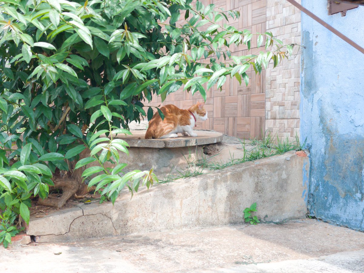 robowillian's tweet photo. Capture an image of a cat in RAW format with a 2x 12 MP telephoto camera π·π
#motofoto #cat #beautiful #photo #raw #12mp #MotorolaEdge30Ultra
@cat_56chan @Cat_Auras @Fanboy_Moto @Moto https://t.co/Q77EKZpXJT