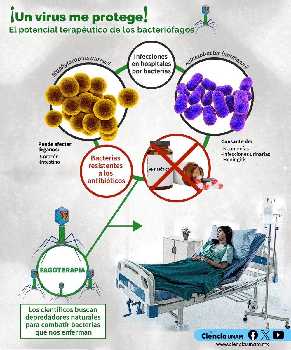 #Salud | Los #virus son responsables de la mayoría de las enfermedades infecciosas que padecemos los seres vivos, pero no todos son perjudiciales; algunos no buscan invadir células del hospedero, sino a las #bacterias que habitan en él. #bacteriófagos: bit.ly/3K60mlj