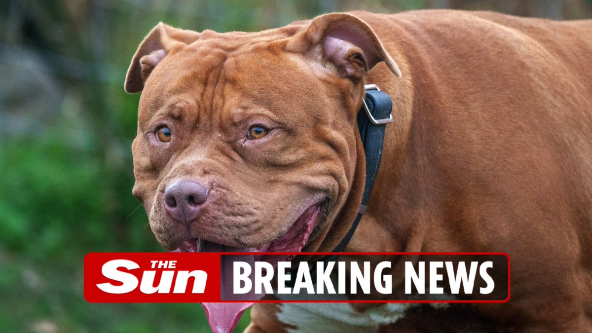 Woman dies after being attacked by family's XL Bully dogs  thesun.co.uk/news/28031133/…