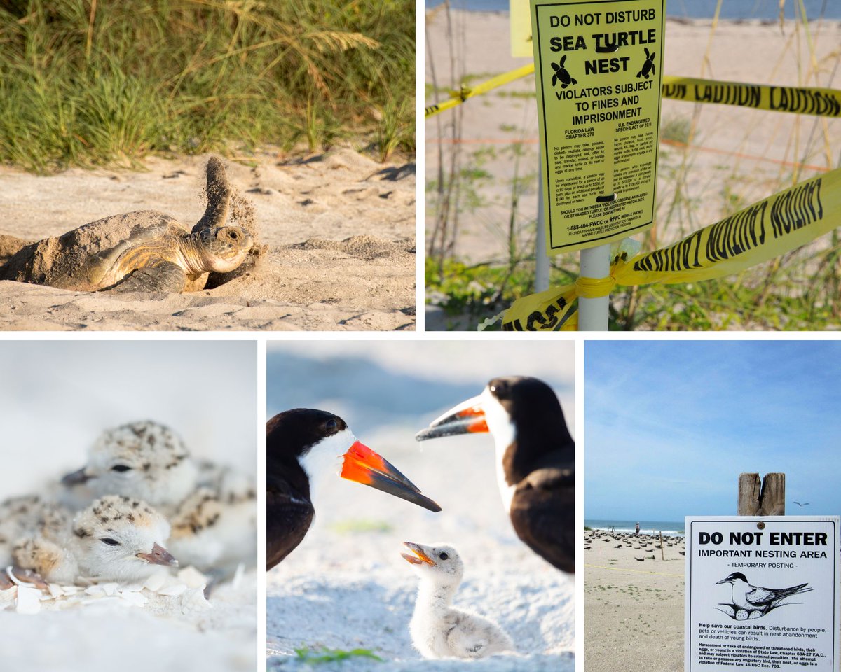Share the beach with nesting Sea turtles & Shorebirds this holiday weekend: give them space, keep lights out, & stash trash: content.govdelivery.com/accounts/FLFFW… 

Shorebird images courtesy of Brittney Brown, FWC.
