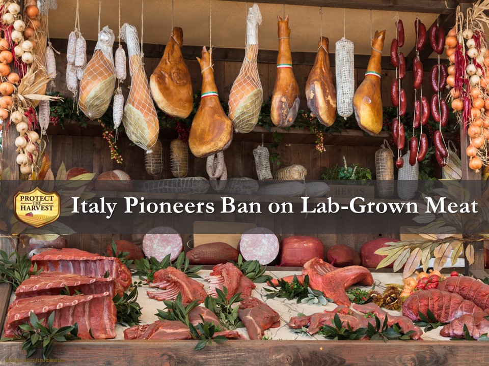Italy has become the first nation in the world to ban lab-grown meat.

#meat #protein #realfood #farming #ranching #agriculture 

protecttheharvest.com/news/italy-pio…
