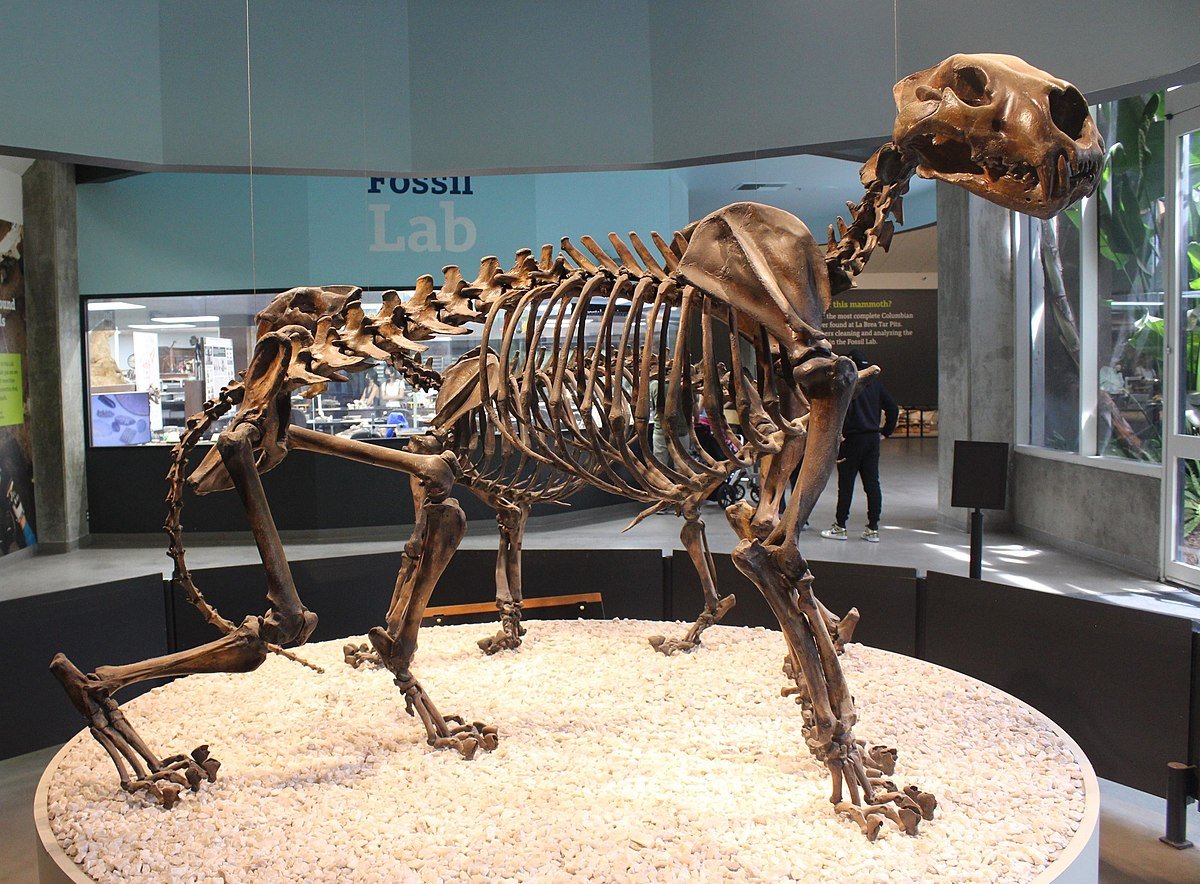 🦖 Daily Paleo 🦖; Panthera atrox

From Pleistocene North America, the American Lion was one of the largest known felids at up to 500kg, and derived from the Eurasian cave lion as result of geographic isolation. Presumed skin remains attributed to it suggest a reddish fur colour