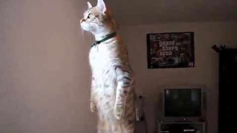 scat_sol's tweet photo. Standing Cat is a tabby cat named Rocky who was filmed standing upright on his hind legs on a bed. $SCAT

EMzHGUSG7kYS6yLoS8mwiv9pj3YgyL3CxdVWKjGxyhBw

Live and standing! https://t.co/eWQrsAi126