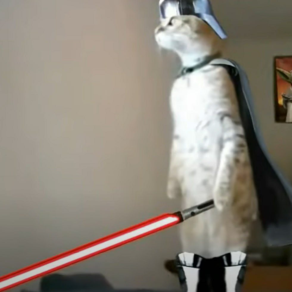 scat_sol's tweet photo. The force is strong with this standing cat.

$SCAT https://t.co/KJFb8pcExZ