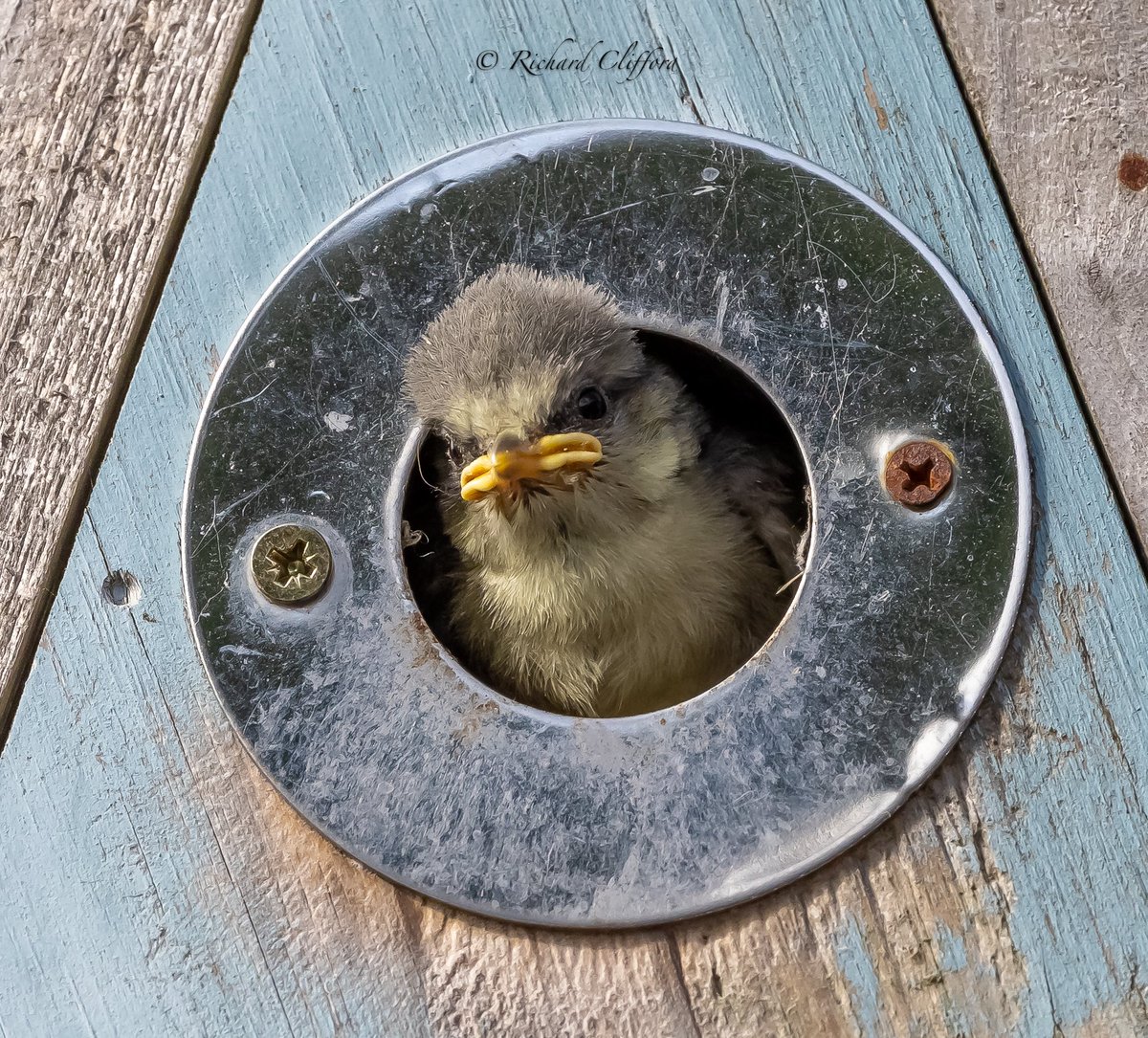 Rich_Clifford's tweet photo. A Blue Tit chick fledging this morning. 
Such a delight to watch. 
@WorcsWT @WorcsBirding @BBCSpringwatch @AP_Magazine https://t.co/oukY2pngro