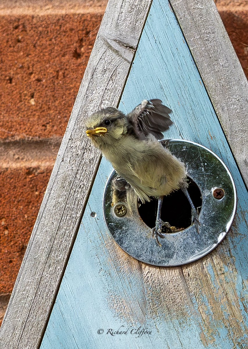 Rich_Clifford's tweet photo. A Blue Tit chick fledging this morning. 
Such a delight to watch. 
@WorcsWT @WorcsBirding @BBCSpringwatch @AP_Magazine https://t.co/oukY2pngro