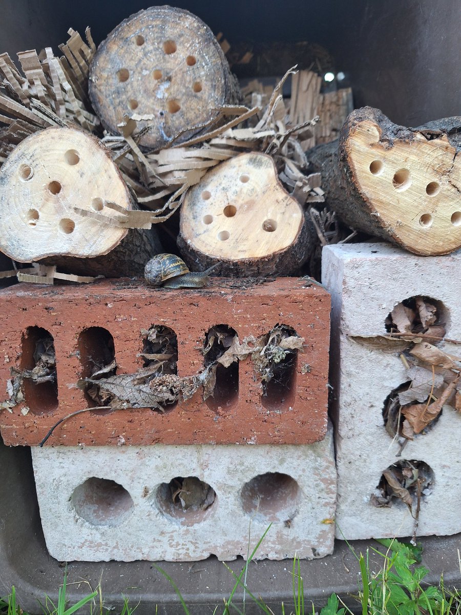 11thBofA's tweet photo. @autismprovision Cubs have created a bug house tonight in the Tiny Farm. Fingers crossed, it helps the Bees 🐝 https://t.co/m4nKJrYpbw
