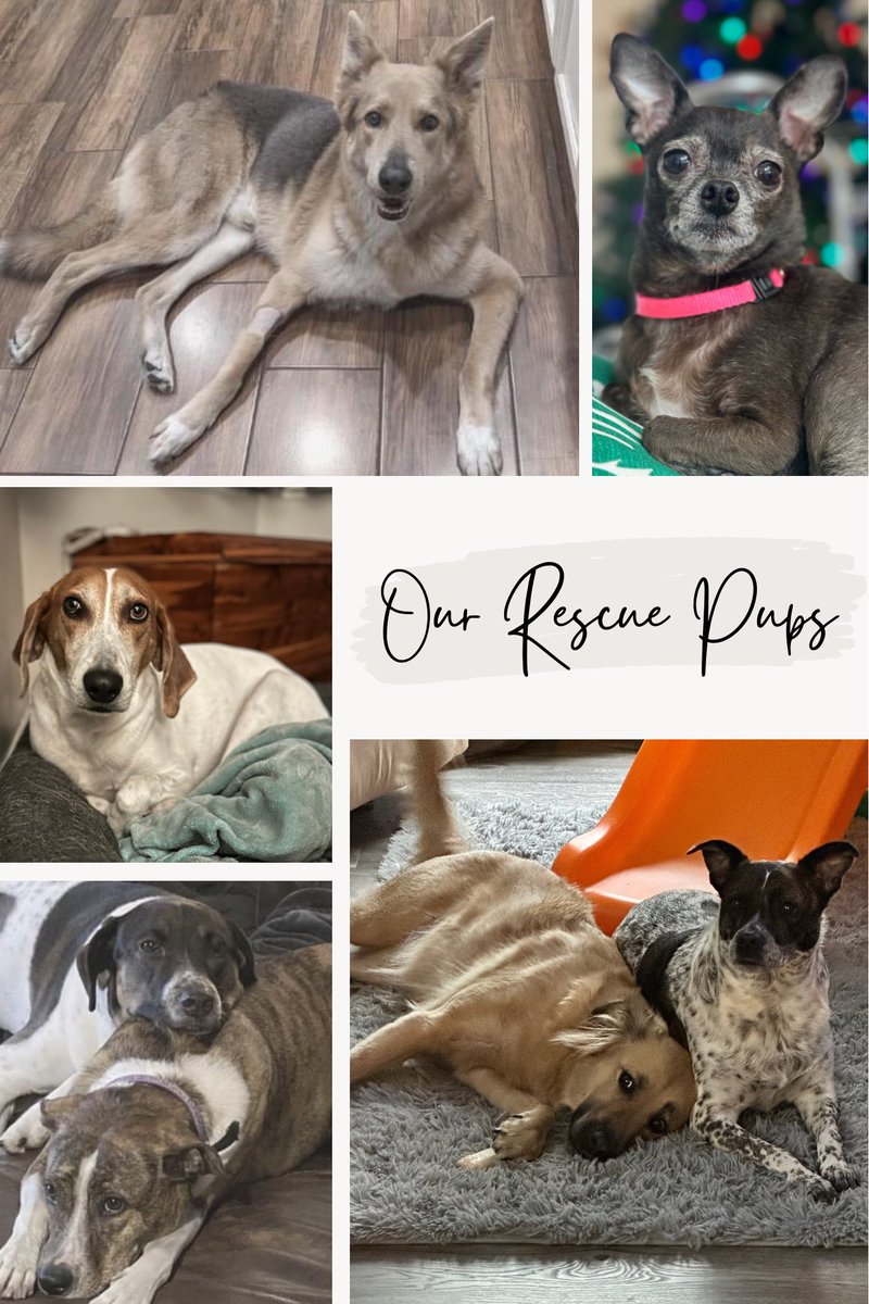 BrevardEdTech's tweet image. Today is National Rescue Dog Day! Share your favorite rescue pup! #brevardedtech #NationalRescueDogDay