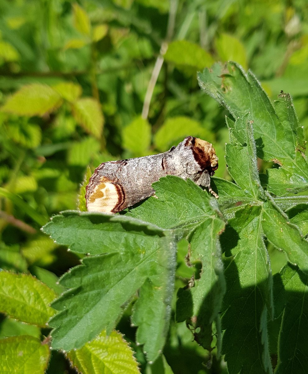 Highlight of today's #SpeciesRecoveryProgramme butterfly survey at @ForestryEngland's Fineshade Wood: buff-tip (Phalera bucephala) at rest! Bearing an uncanny resemblance to a silver birch twig, it has to be one of my fav moths 😍 @savebutterflies @BedsNthantsBC @MarkHammond1966