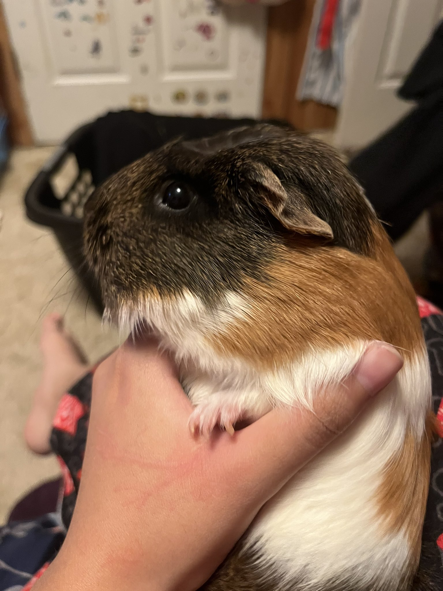 “I’m in heaven now! So sorry I died. I miss you so much!” https://t.co/eLSVJqQIye