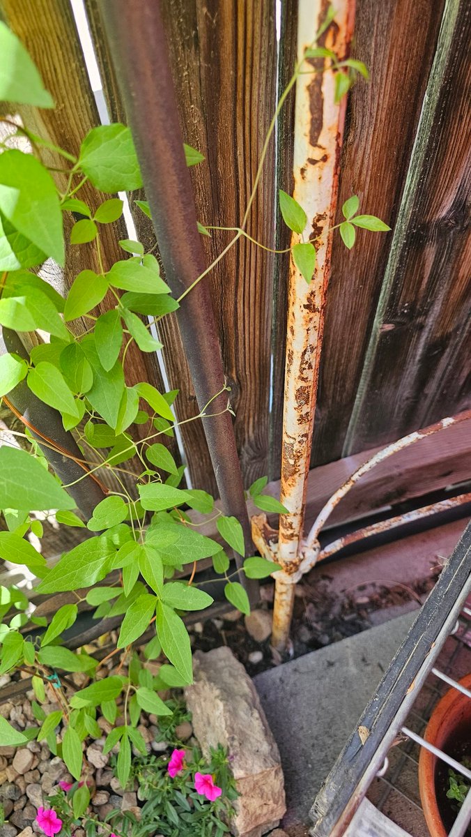 Getting my plants potted, have 7 more to pot. I need to plan on what to plant in my shade bed, currently piled on w crap. Aren't the two tiny clematis arms clinging to the pole adorable?