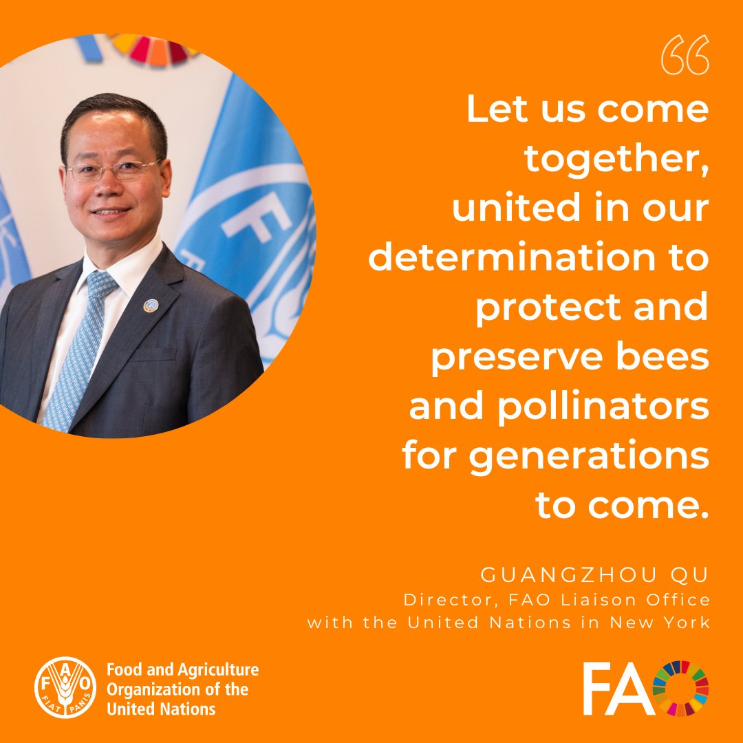 🐝 On the occasion of the 7th #WorldBeeDay, @FAO's Guangzhou Qu recognized the threats facing pollinators and affirmed @FAO's commitment to #SavetheBees through advocating, sharing knowledge, empowering stakeholders, and fostering partnerships. More ➡ fao.org/new-york/fao-s…