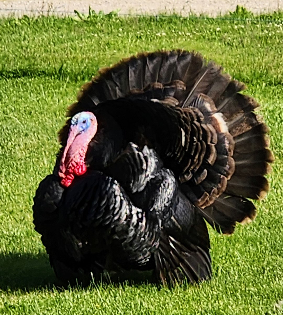 Came strolling  up into the yard!!! Protecting his girls across the road!!! Michigan.
#CreateSafeSpaces #LevisTHxBUS #FuryUsyk #TheChase #ASAPconcertHits #ASAPconcertHits #DelhiWithModiJi #SuhanaKhan #ClaudiaPresidentaDeMéxico #art #artlovers #photo #turkey #naturephotographyday