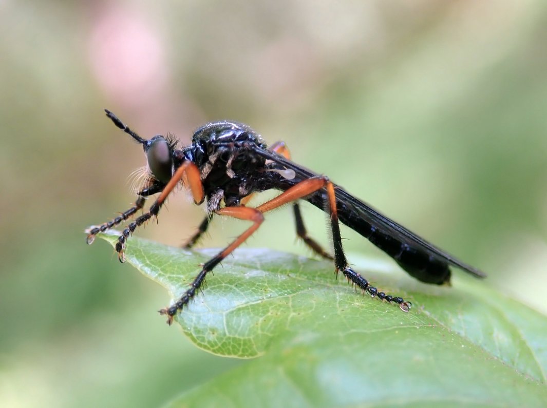 A highlight from the @DipteristsForum spring field meeting last weekend was this superb Orange-legged Robberfly, Dioctria oelandica, found by Ian Draycott - the first ever record for Breconshire (📷 by @kitenet)