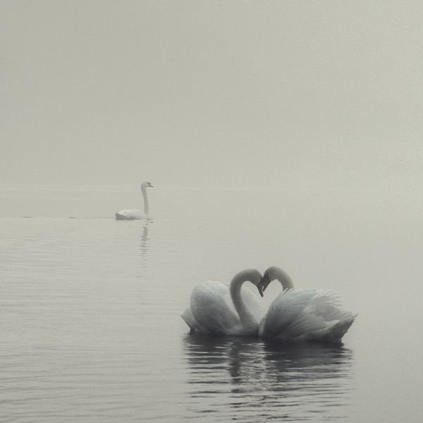 swans are so elegant...