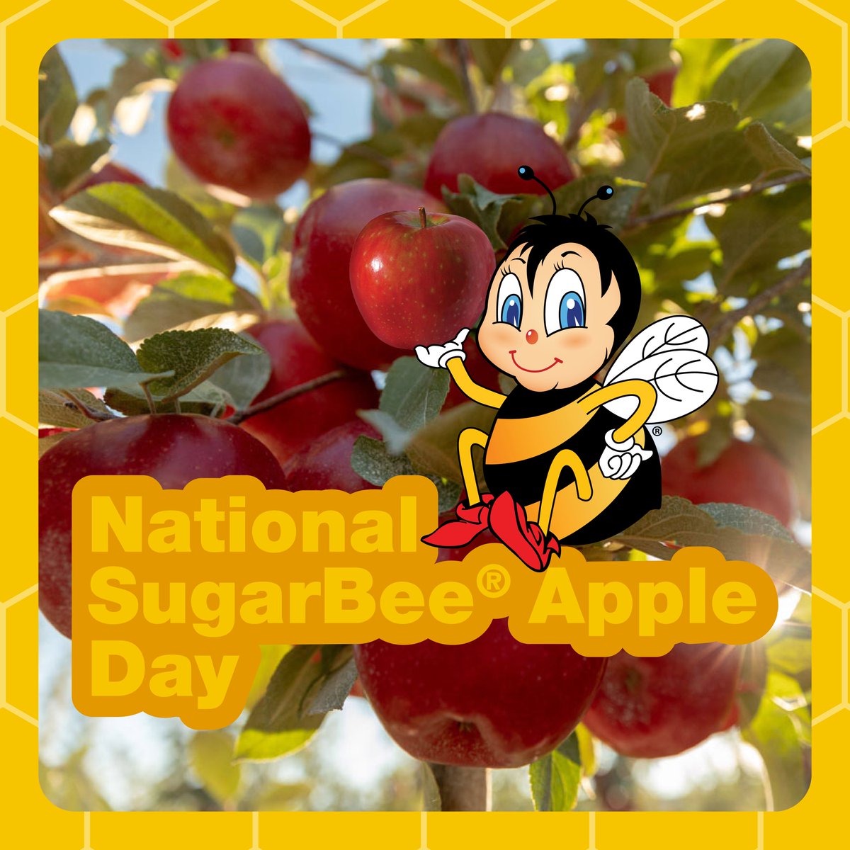 Happy National SugarBee® apple day! How are you celebrating?! 🐝 🍎