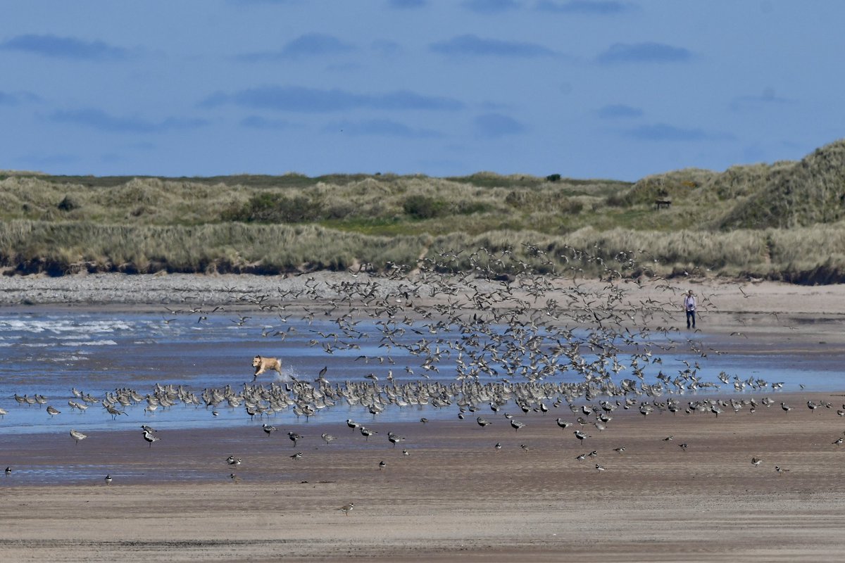 Meanwhile, pooch runs amok chasing waders up and down the beach - part of a SSSI/SPA/Ramsar site/National Nature Reserve