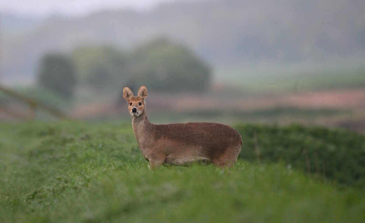 Today's Monday Mammal is the Chinese water deer and the first mammal for Invasive Species Week #INNSweek Widespread in East Anglia but have not spread anything as far as Muntjac Found in Wetlands and Woodland The males have long tusk-like canines @Mammal_Society