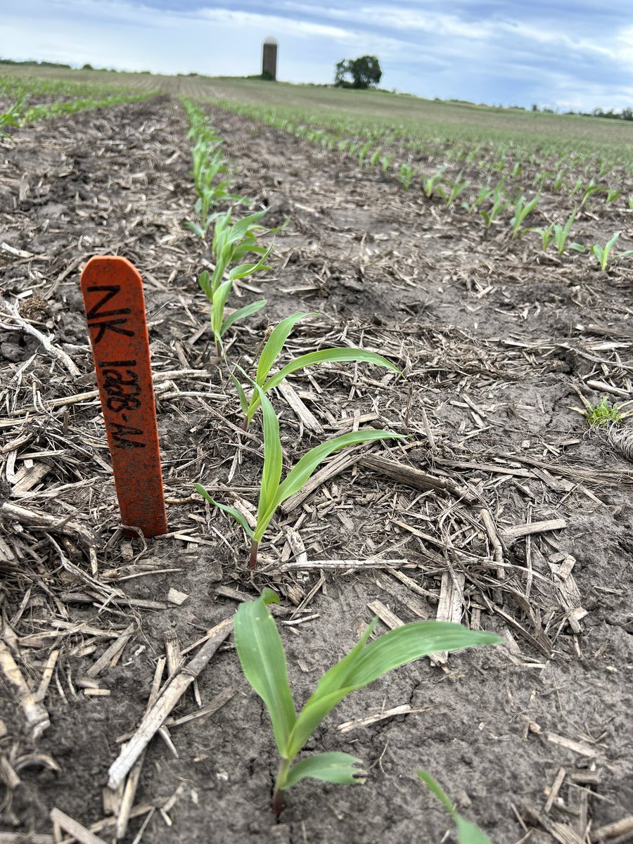 Checking out some ✨NEW✨ @NKSeeds corn hybrids today
📍Aledo, IL 
#plantNK23 @NKNorthernIL_WI