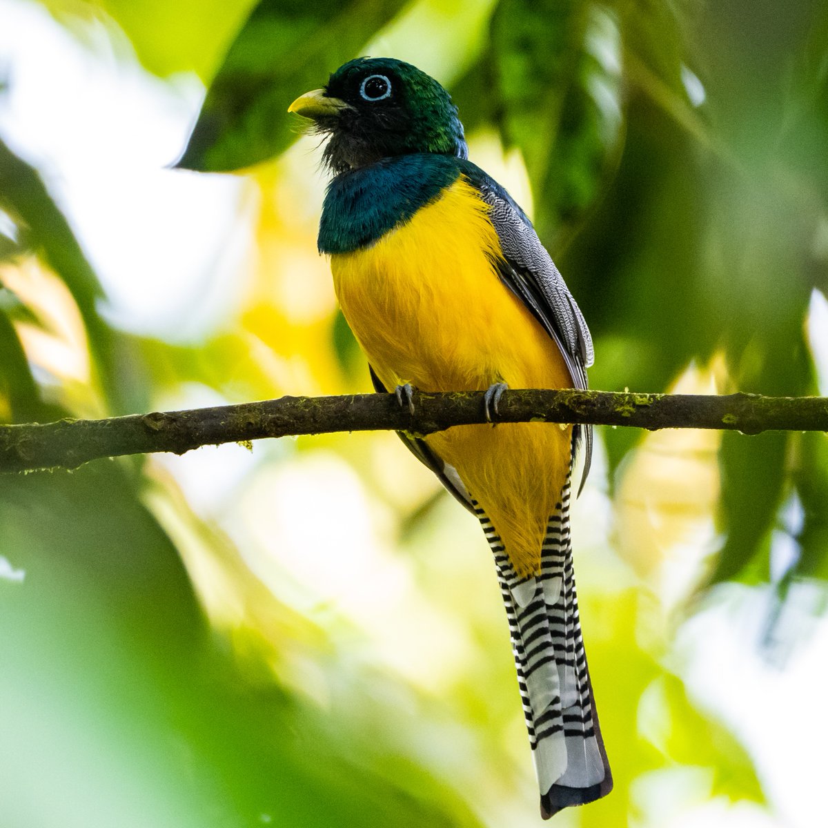 Couple of places left on my Panama Tour with @birdnaturetours 

12 - 22 September  2024

Fabulous forest canopy birding!

More info: theurbanbirderworld.com/tour/panama-20…

@OlympusUK @LeicaBirding @TravWriters