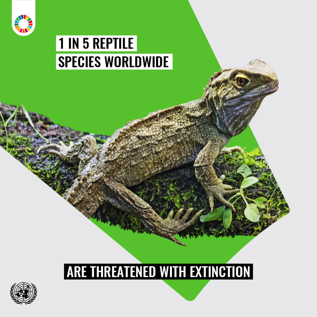 🌍 Protecting our planet starts with conserving life on land. From forests to wildlife, every action counts! Let's work together to achieve Goal 15 and ensure a sustainable future for all. #GlobalGoals
un.org/sustainabledev…