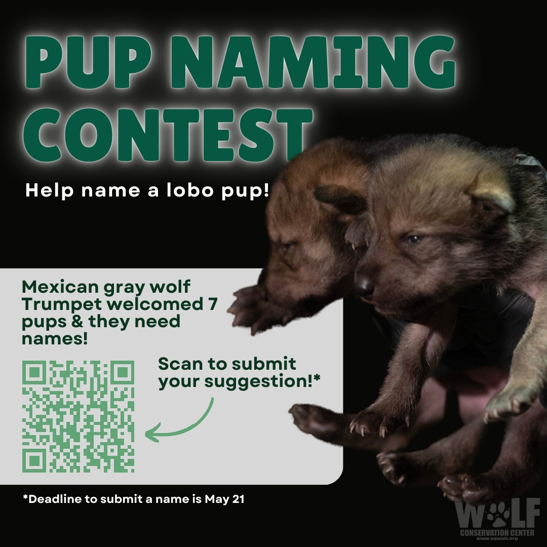 Have you entered a name suggestion for Trumpet's pups yet?? Submit ➡️ bit.ly/3QSB6CB Trumpet has probably already given names to her pups but we're helping her out, just in case!