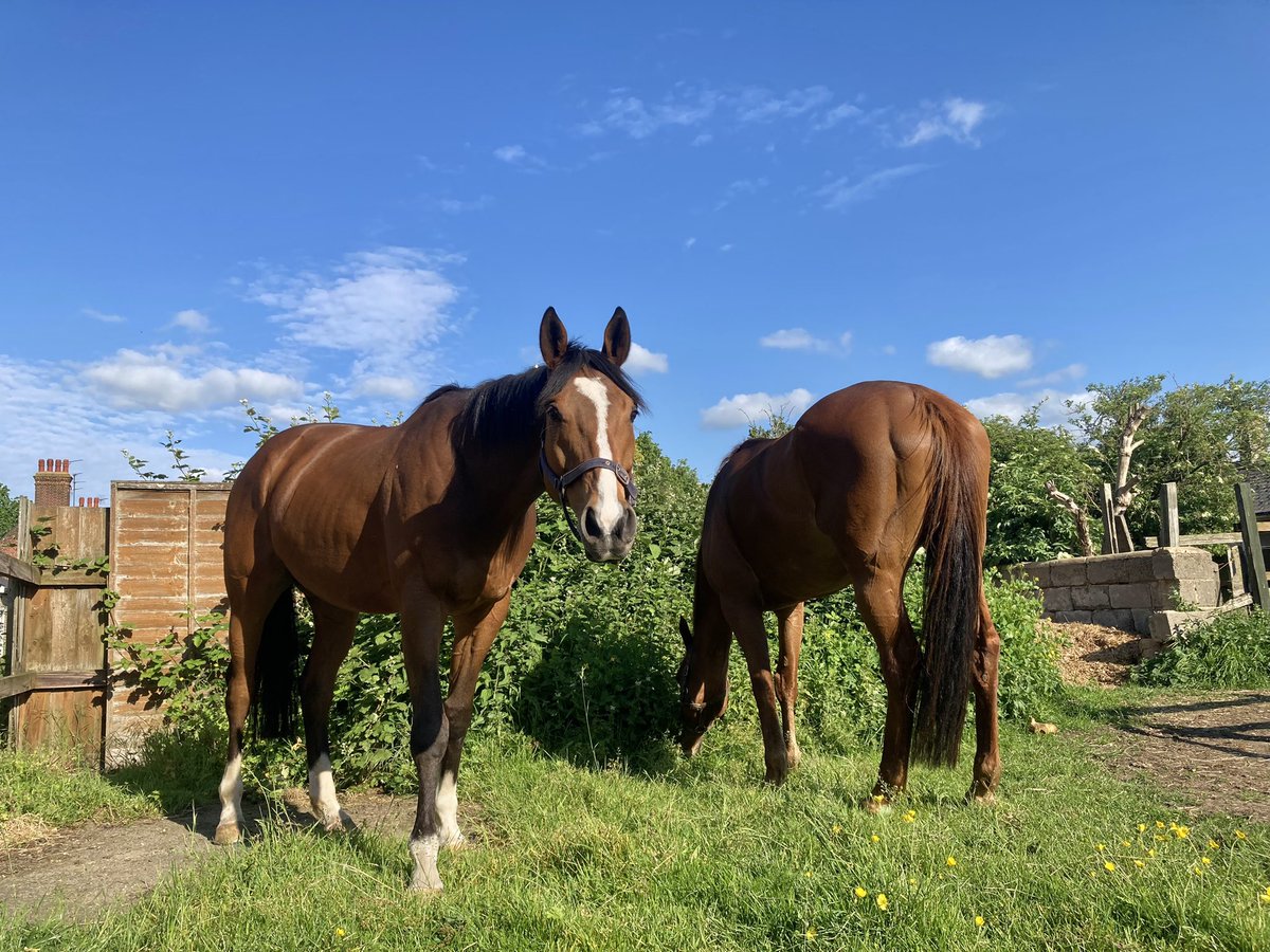 A lovely evening in Newmarket, albeit not quite as warm as it looks with a north-easterly breeze. Some good work during evening stables by #Dereham & #HiddenPearl to help us circumvent the #NoMowMay restrictions.