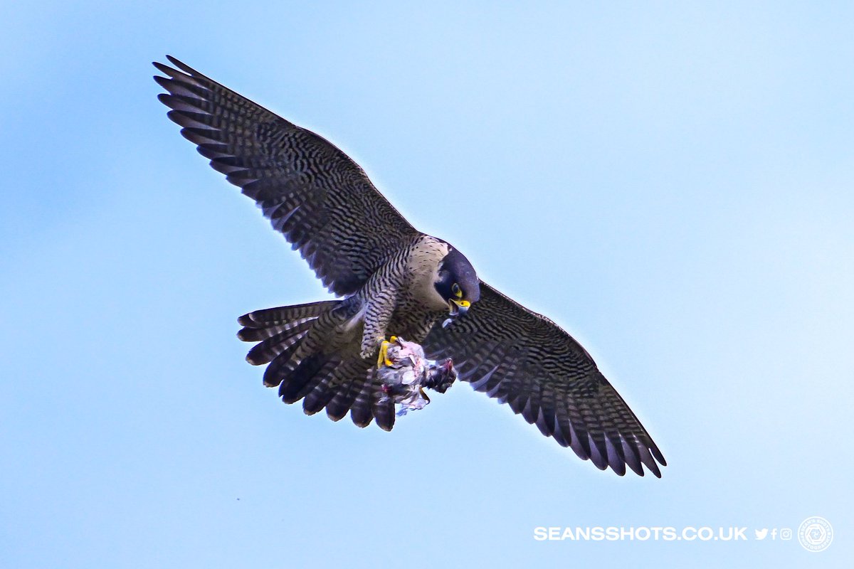 Some mid air plucking.  Great to witness these majestic birds doing there thing bringing up the next generation.  Taken with a long lens and cropped. #peregrine #peregrinefalcon #closertonature #manxnature @Natures_Voice