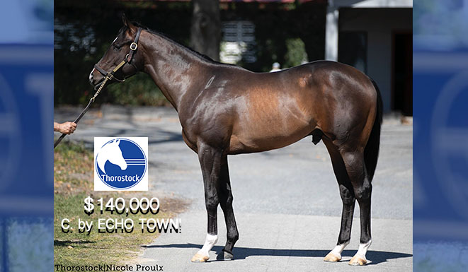 🔵 SOLD today @FasigTiptonCo, the highest-priced 1st Crop 2YO by @coolmoreamerica's ECHO TOWN! Best of luck to Willis Horton Racing! 🍀