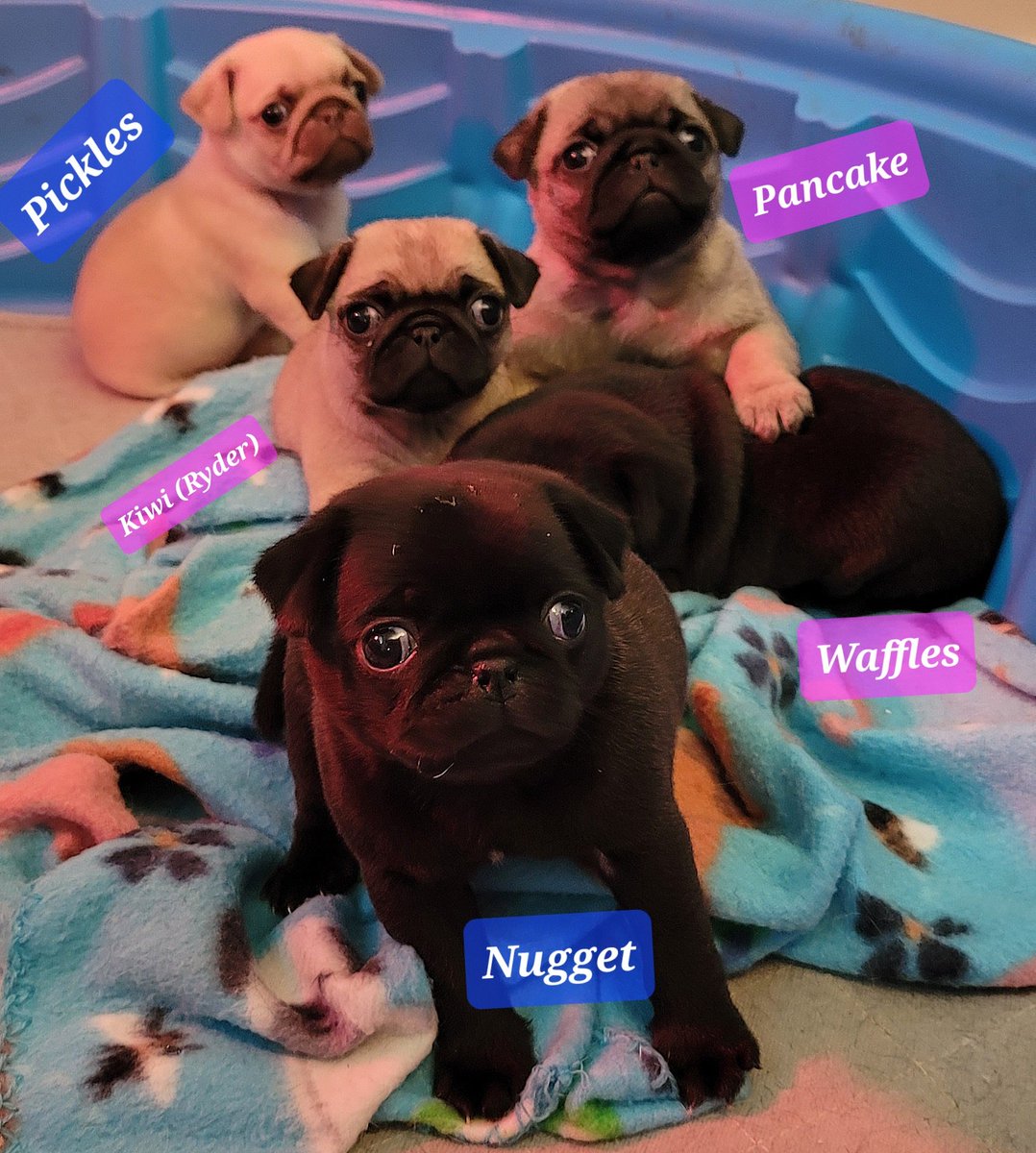 Pancake (♀️), Waffles (♀️) and Nugget (♂️) are still 👀 4 their furever 🏠. Message for details!!!
#pug #pugs #pugpartyplusone #puppies