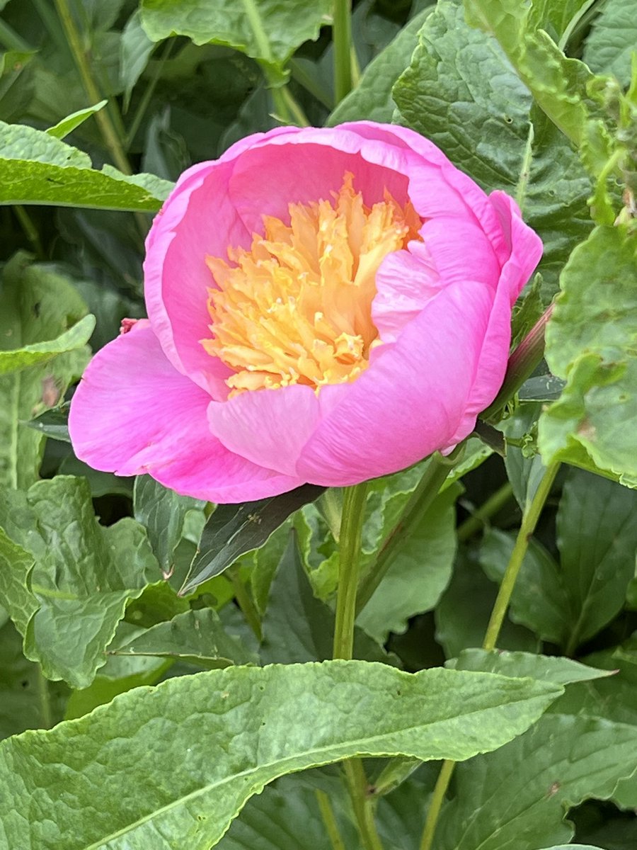 #anirisadayformay Silk Road (Keppel, 2007) - flowers smaller than some of the American Divas but with full on couture ruffles and a harmonious colour scheme of pale gold and violet. Plus as today’s bonus, one of the climbing roses and a peony…