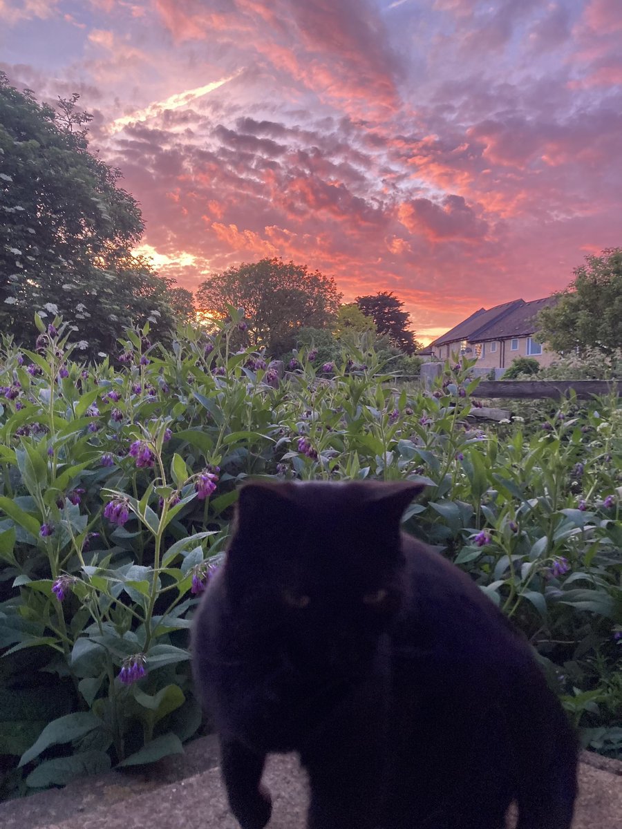 No Northern Lights this week but the evening sky was pretty impressive even so. (Not that the cat looks particularly impressed). ‘Shepherd’s delight’, supposedly, and yet the forecast is for rain to arrive tomorrow evening.