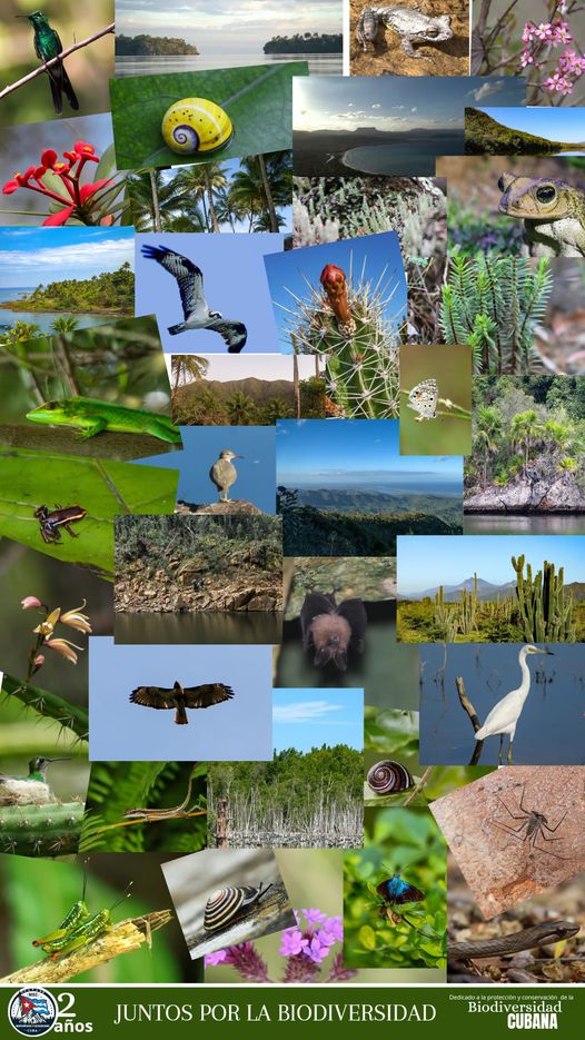 Hoy celebramos el Día Internacional de la Biodiversidad. 
Seamos conscientes de que la #diversidadbiológica es un bien mundial de gran valor para las generaciones presentes y futuras.
Respetemos, protejamos y reparemos nuestra riqueza biológica.
#SéParteDelPlan #CubaVive