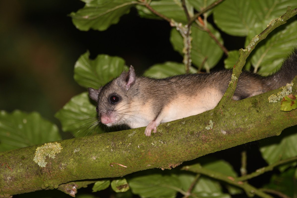 Invasive Species Week Mammal 2 - Edible Dormouse A European Species restricted to a small area of the Chilterns #INNSweek @Mammal_Society